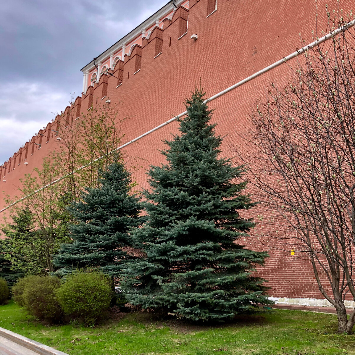 Те самые ели! 