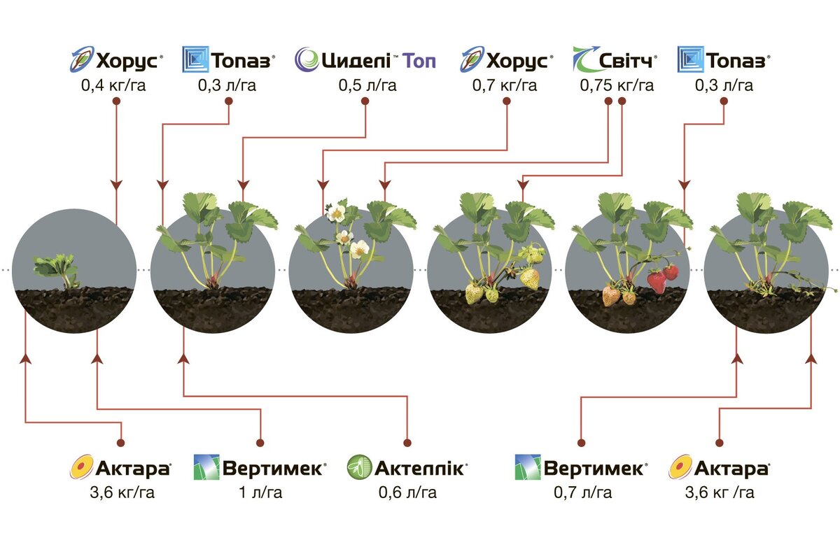 Схема подкормки земляники садовой