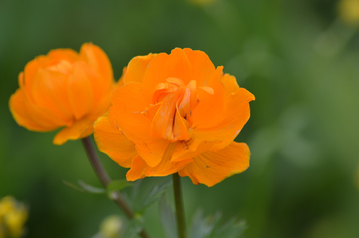 Купальница Trollius ranunculoides