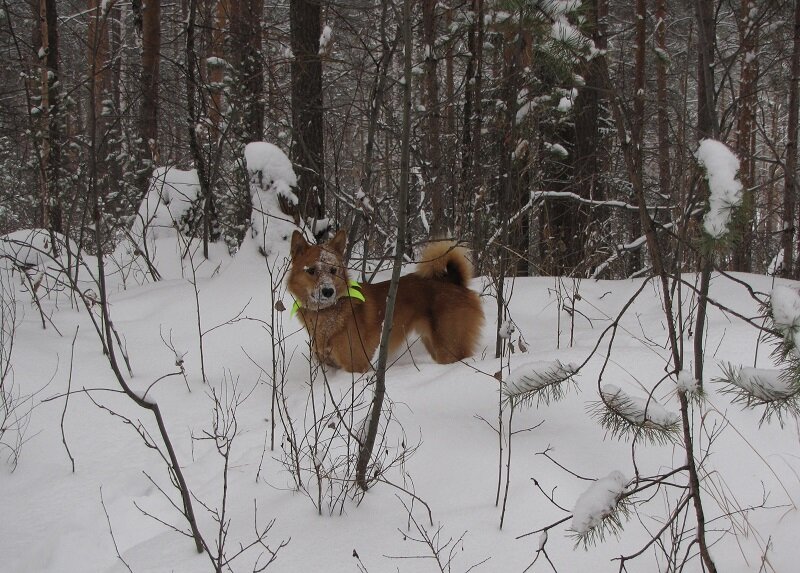 Райкко К.Г.Редькина на охоте