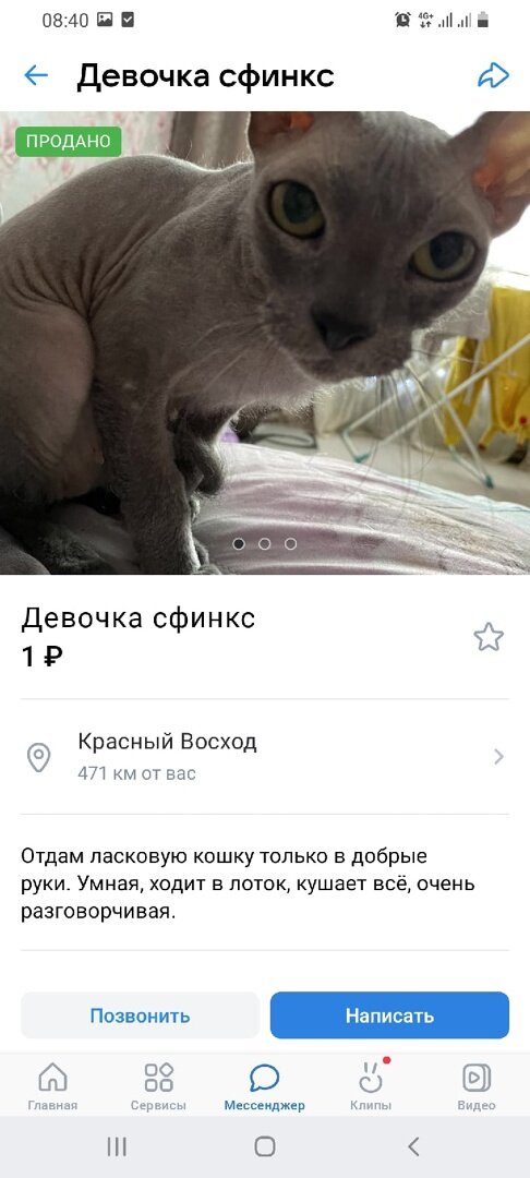 Кошка сфинкс продавалась на авито за РУБЛЬ