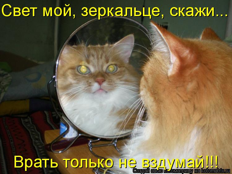 Какова красота картинки смешные