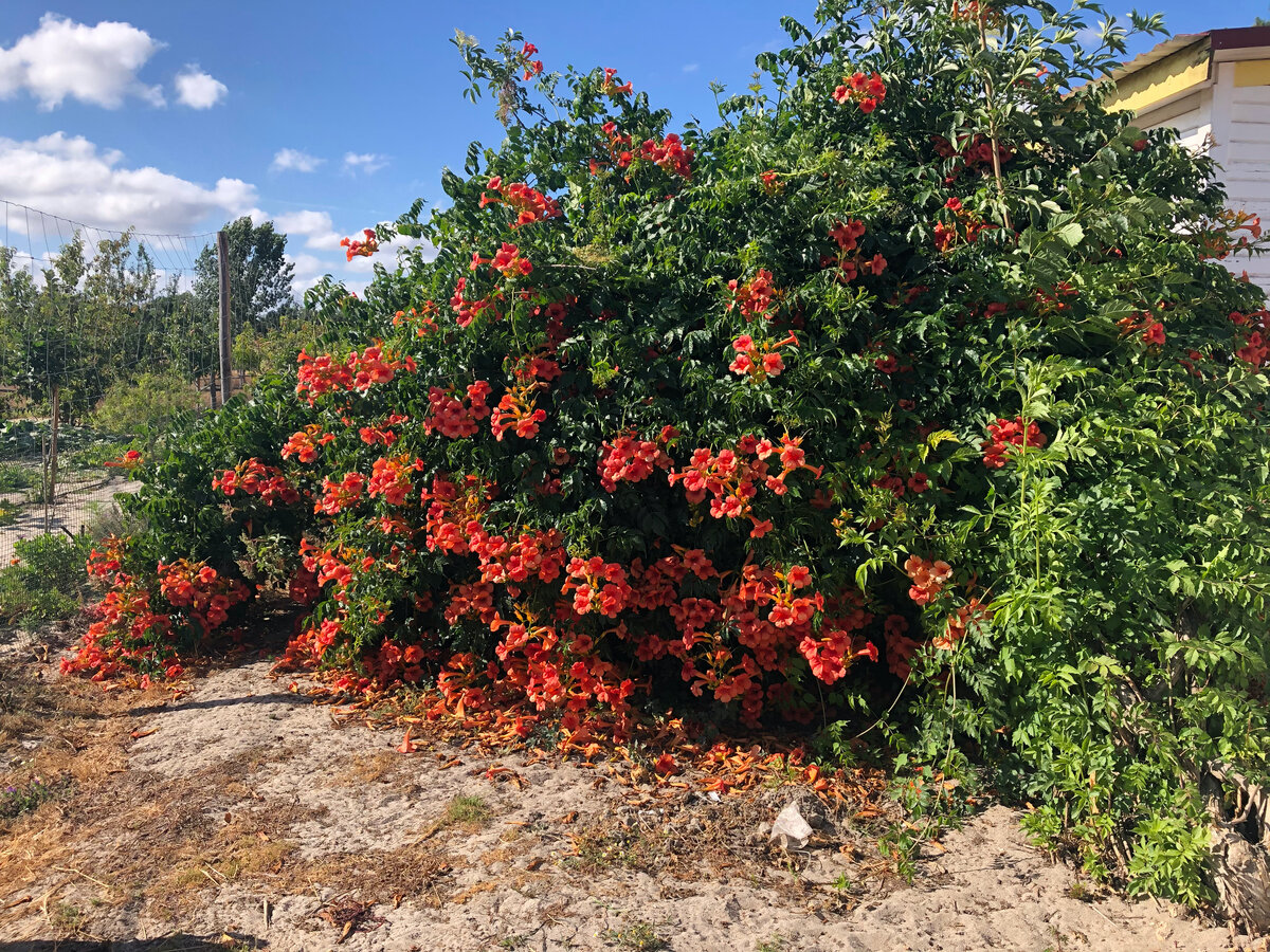 Лиана Китайская труба поработила бузину