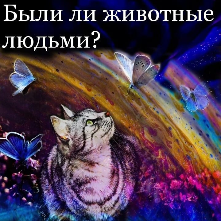 животные, люди, предыдущие жизни, реинкарнация. Картинка взята с открытого источника Yandex.ru