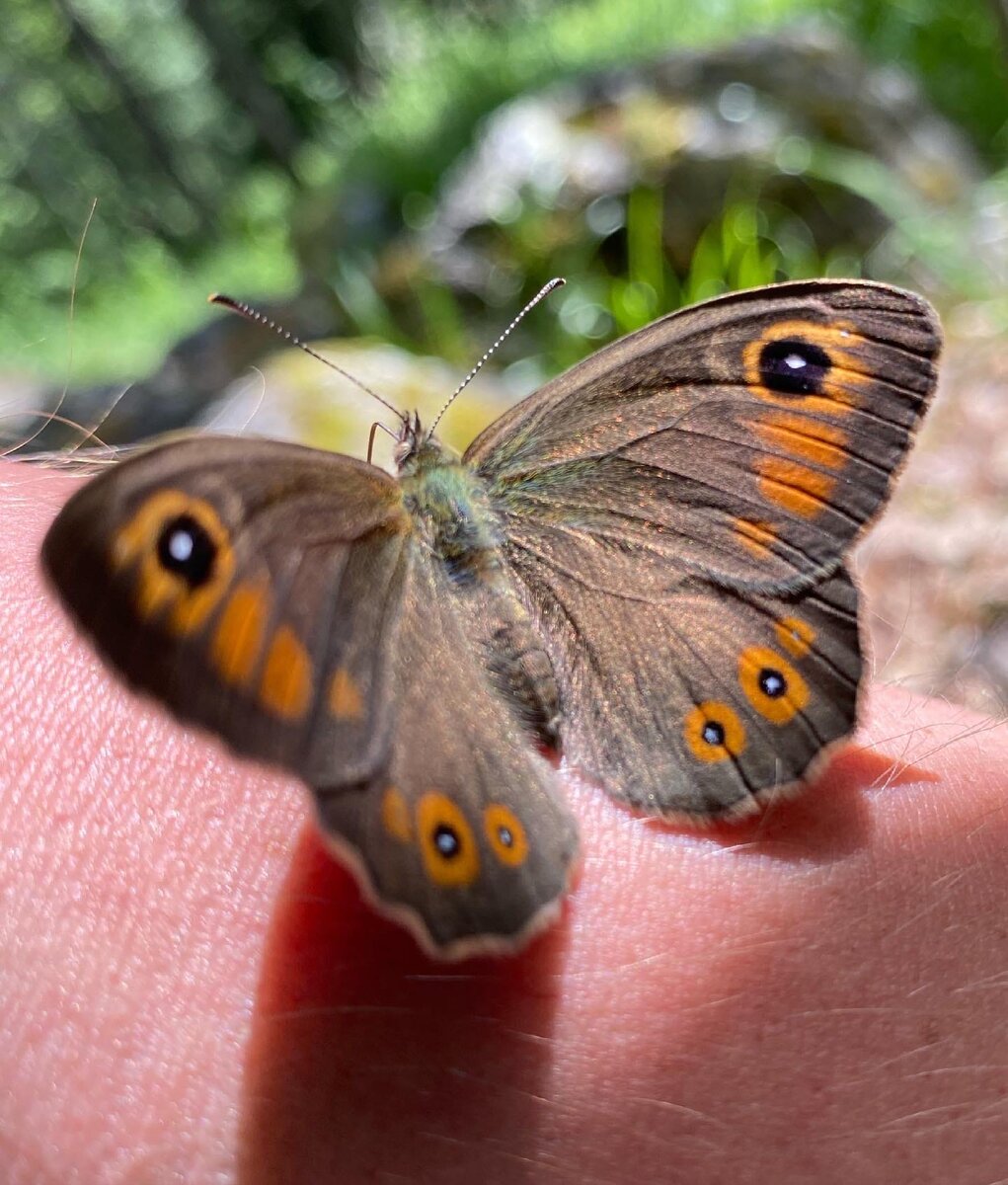 Краеглазка Мэра Lasiommata maera (Linnaeus, 1758)