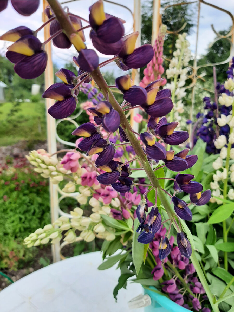 Люпин многолистный, фото автора