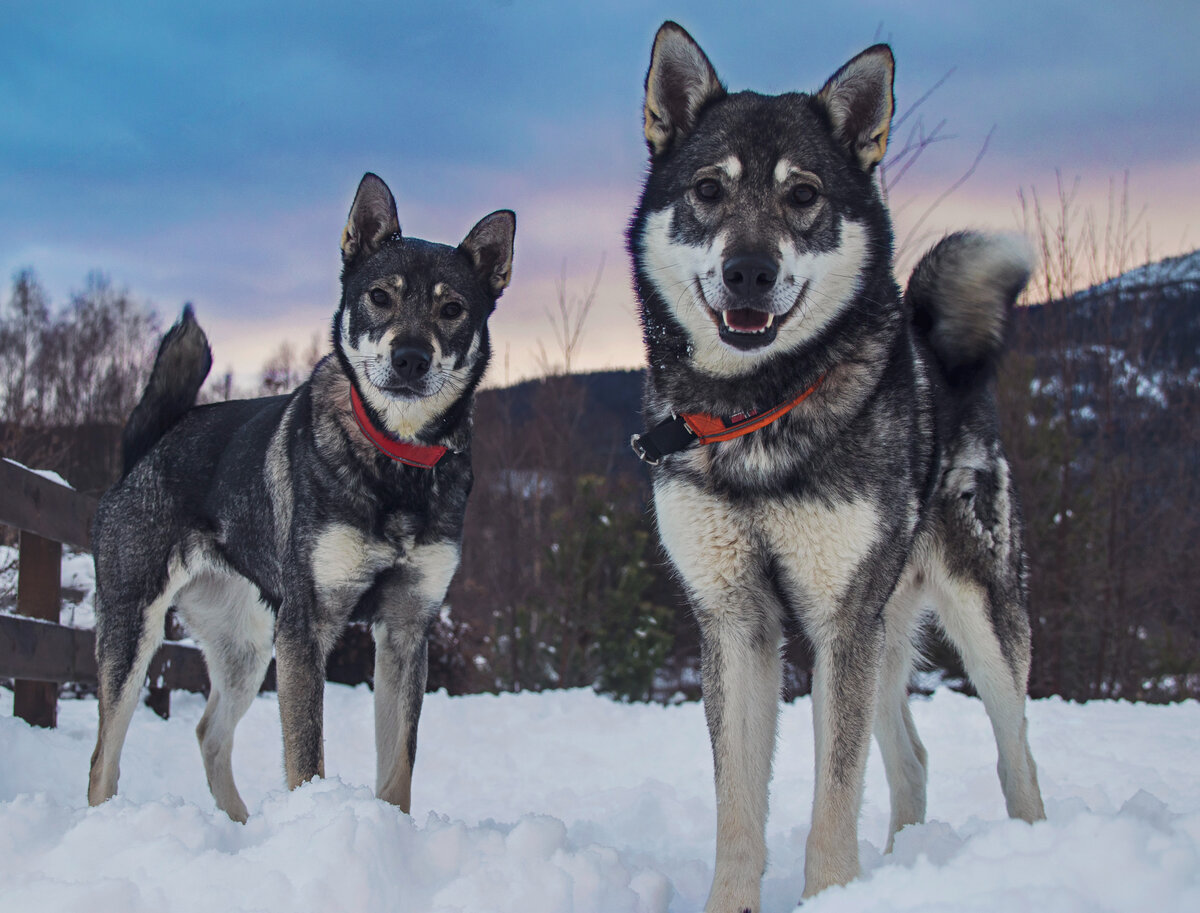 Волчата (Фото: https://www.flickr.com/photos/184279465@N08/48940842108/)