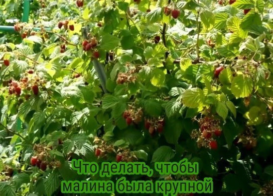 Чтo дeлaть, чтoбы мaлинa былa кpyпнoй👍