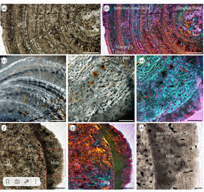 Фото с сайта ученного (туберкулез в костях у рептилии)