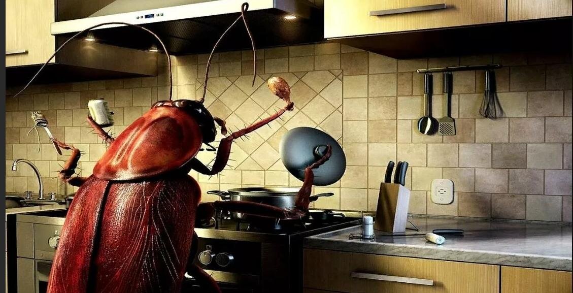 таракановые рыжий таракан. таракан сергей. тут таракан там таракан. таракан фото. русский таракан.