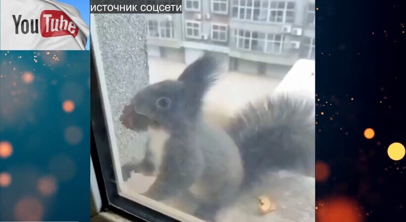    Видео: Белка стучит в окно девушки, чтобы купить у нее на шишки орехи
