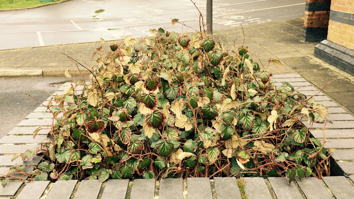 Rubus tricolor в ландшафте. Источник фото - https://goo.su/1TgwBQW