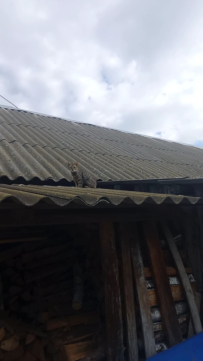 Новый кот, как назовём 