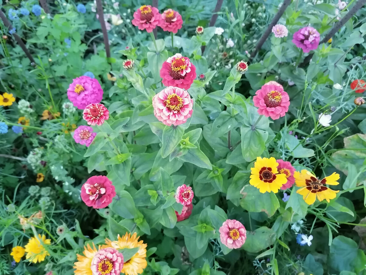 Смесь Летняя мозаика украшает осень