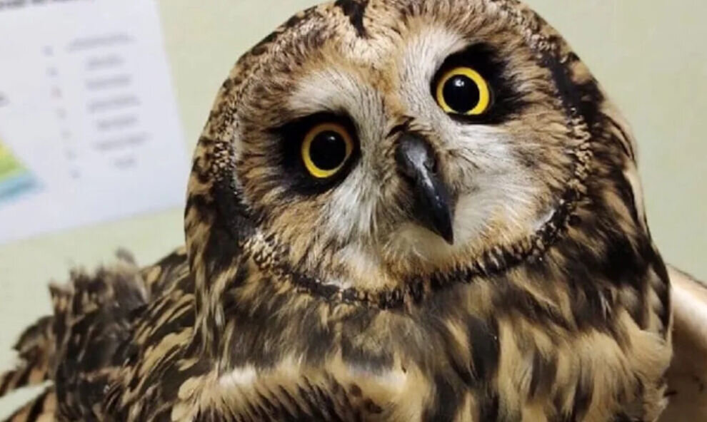    Раненую сову из Ноябрьска доставили в ХМАО на лечение