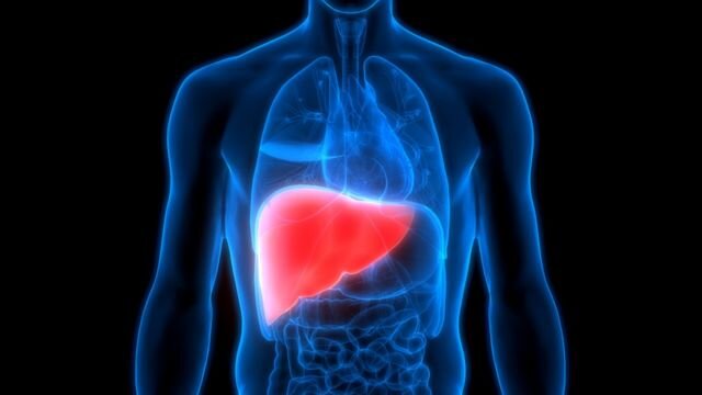 Расположение печени человека