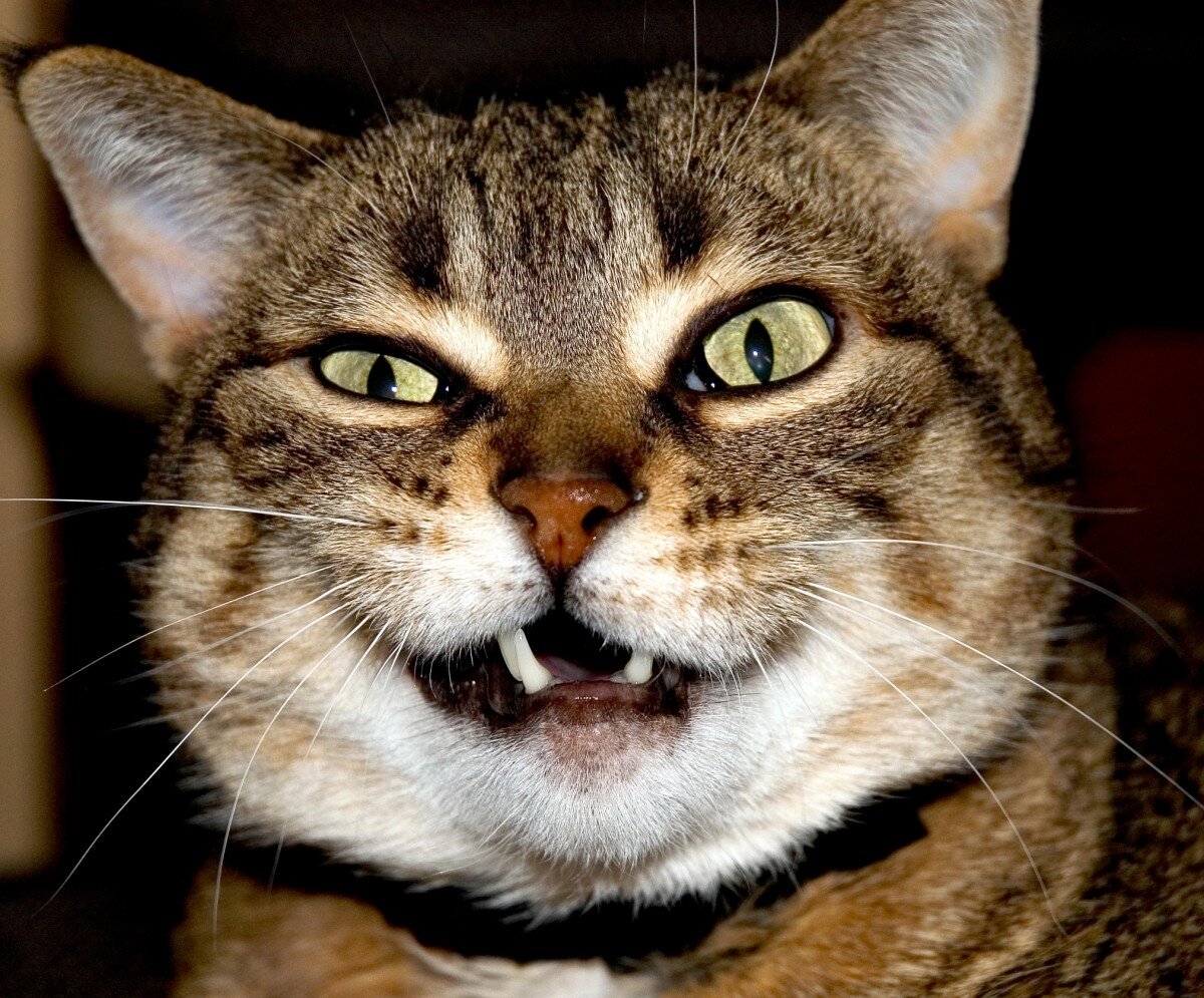 яндекс фото