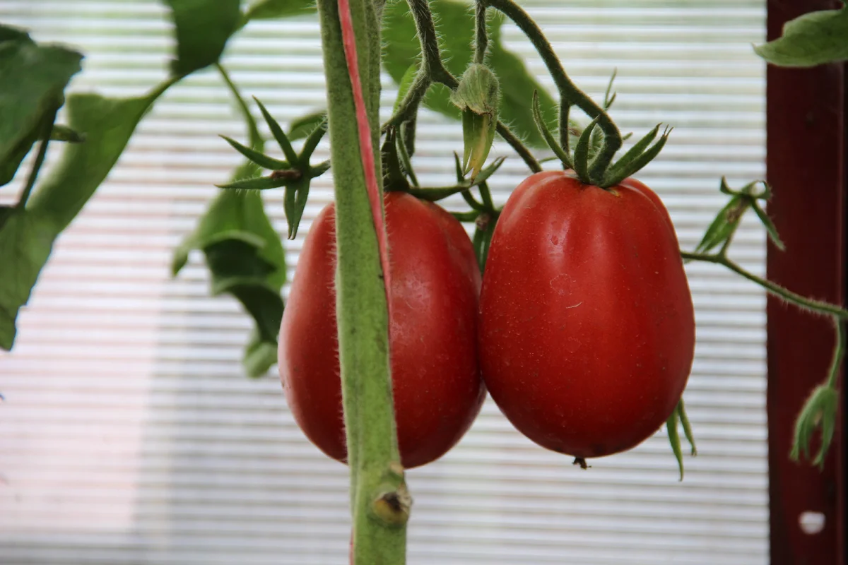 Пузата хата помидоры описание сорта отзывы садоводов. Сорт томата Пузата хата. Томат толстопуз. Томат Пузата хата желтый.
