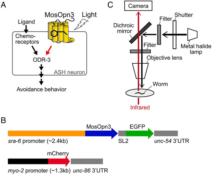   Mitsumasa Koyanagi et al. / PNAS, 2022