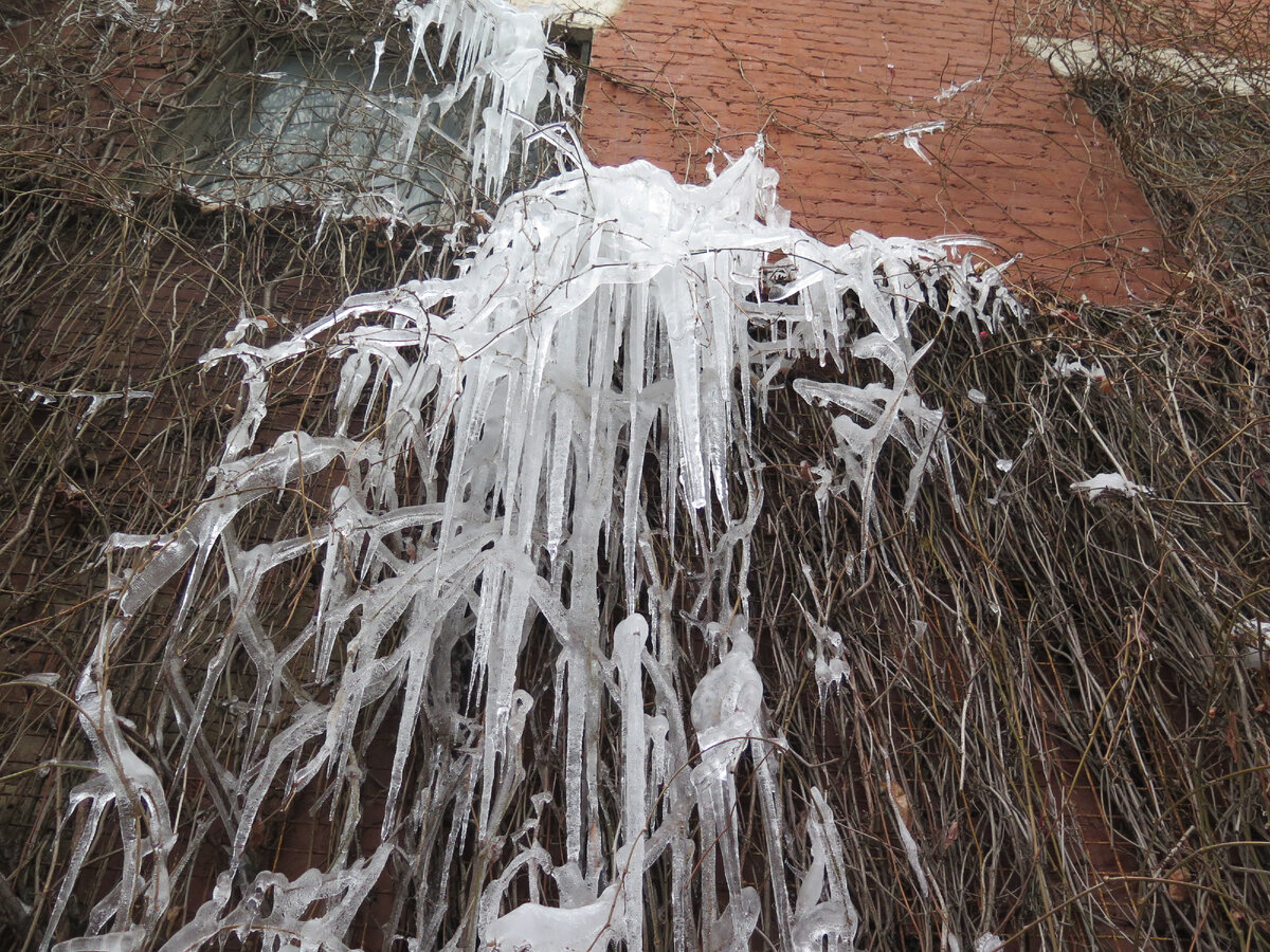 Кондиционер+первые заморозки+плющ. Фотографии авторские.