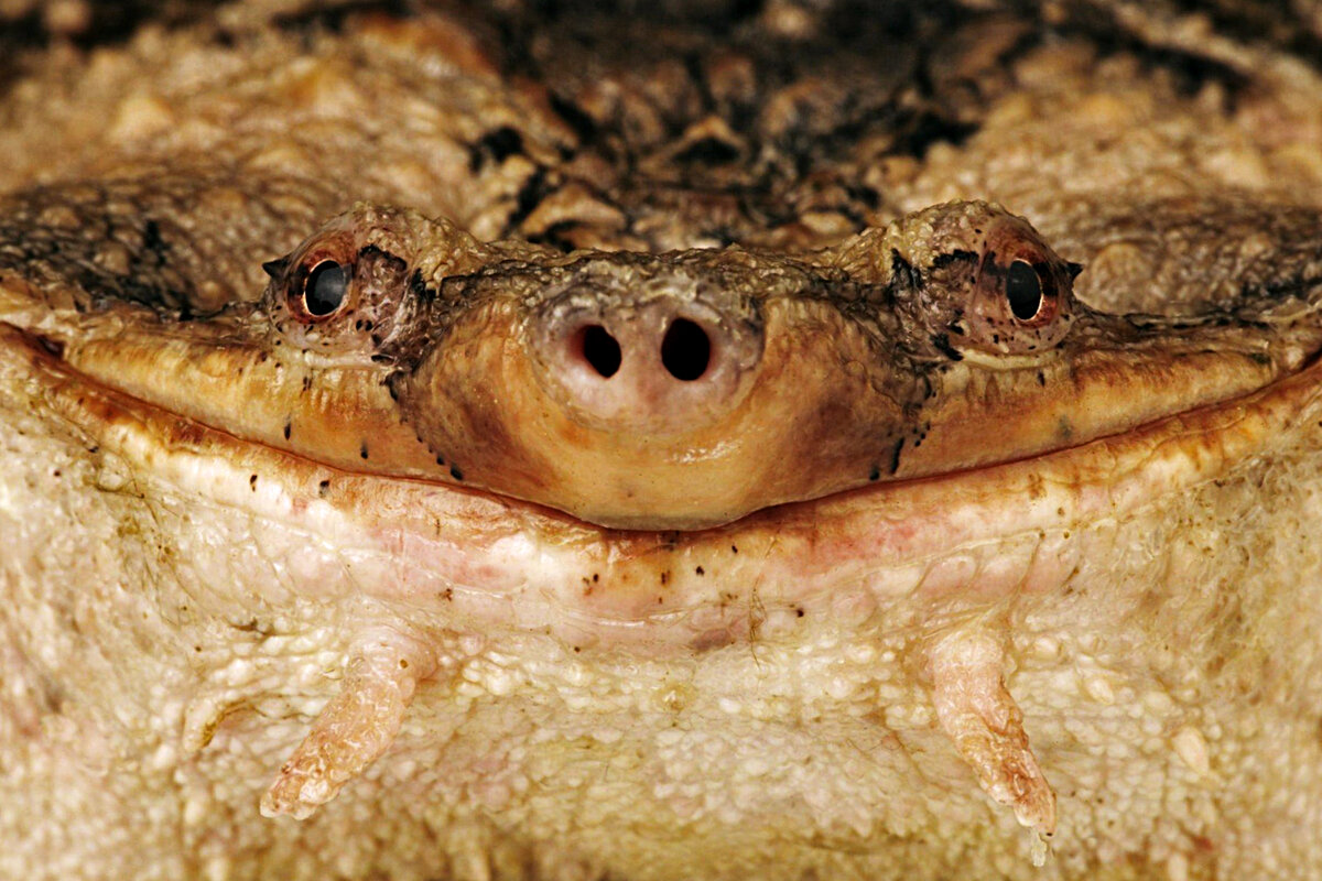 Ехидная улыбка никогда не сходит с «физиономии» маты-маты.