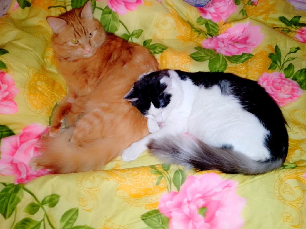 Вася недоволен, что их потревожили.