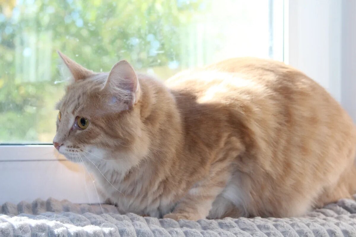 Помимо удобства, подумайте и о чистоте — промойте и продезинфицируйте место, где питомец будет отлеживаться и восстанавливаться 