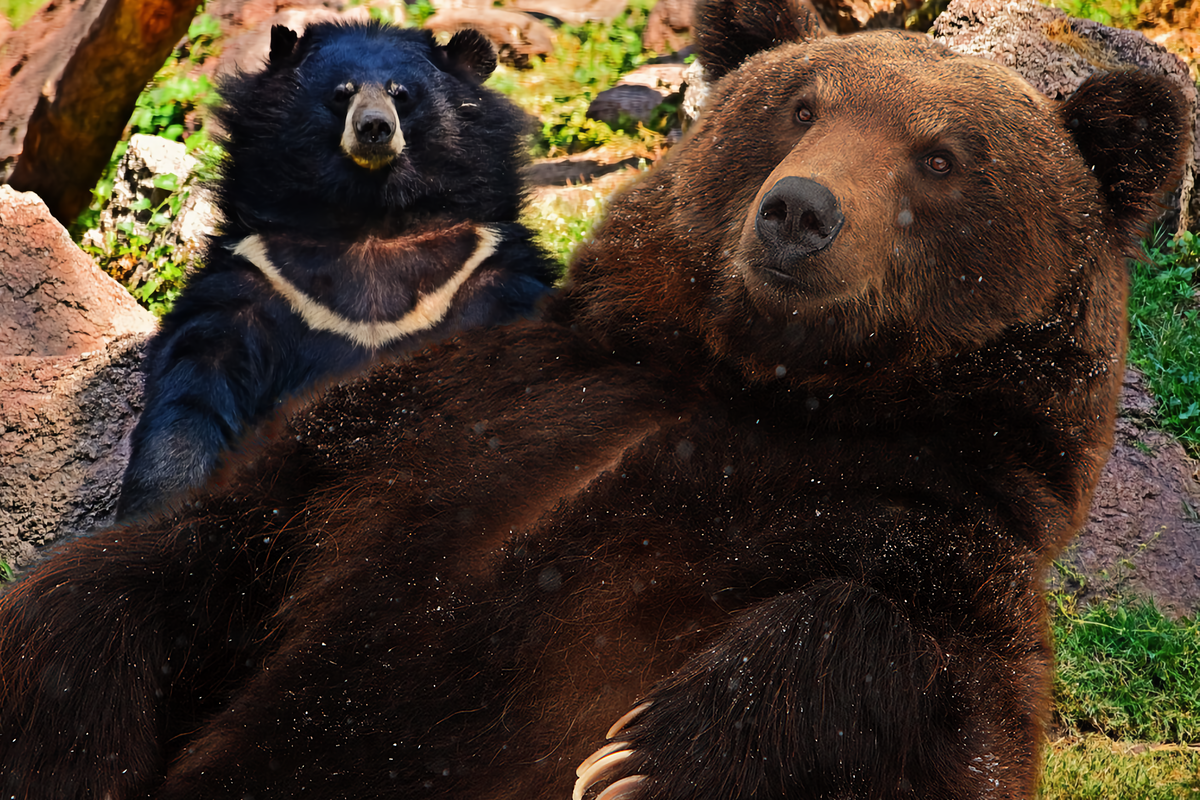 Как живёт японский бурый медведь: 8 интересных фактов о «чёрном гризли» |  Приключения натуралиста | Дзен
