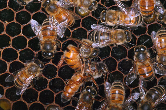 Одна матка жалит другую