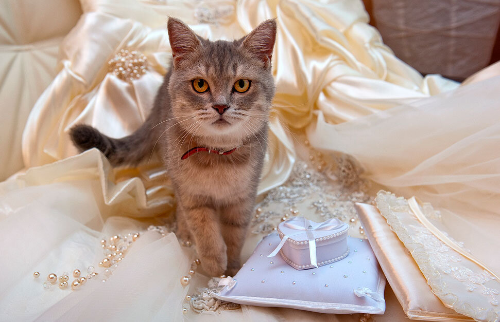 Свадебное платье для кошки