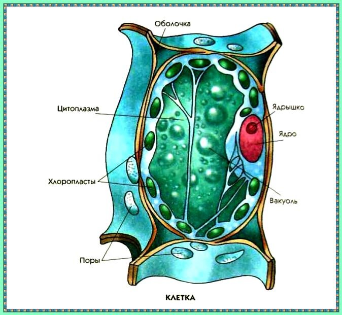 Рисунок вакуоль в растительной клетке