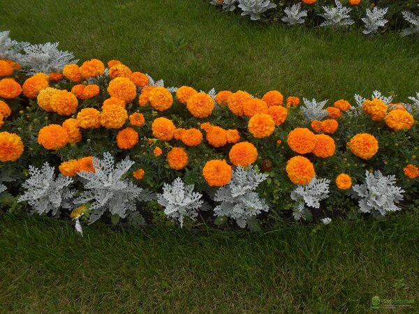 7 самых надёжных однолетних цветов для вашего сада
