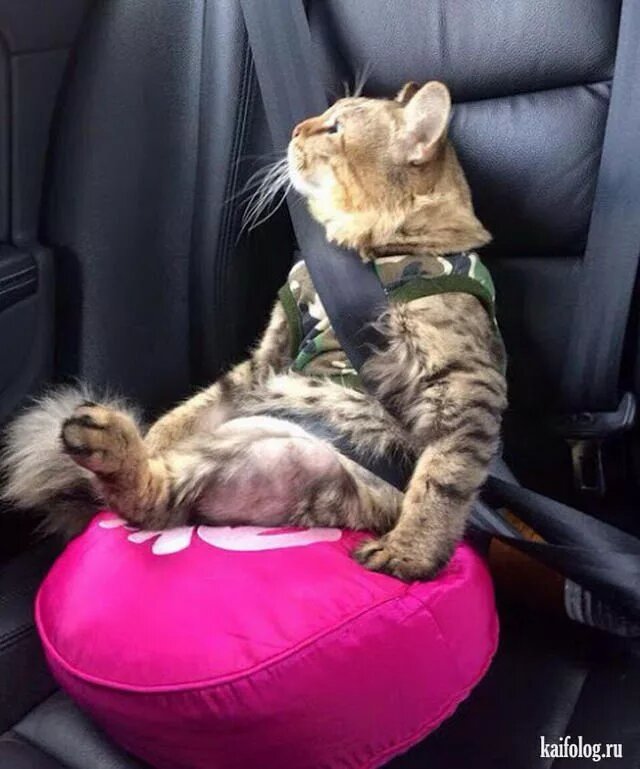 фото яндекс