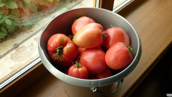 Выращиваем томаты без рассады — лучшие сорта, преимущества и недостатки метода