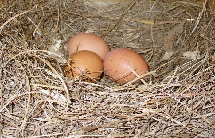 Цвет скорлупы зависит от цвета курицы-несушки. Цвет скорлупы никак не влияет на вкус или питательные свойства яйца. На это влияет только рацион и здоровье курицы!