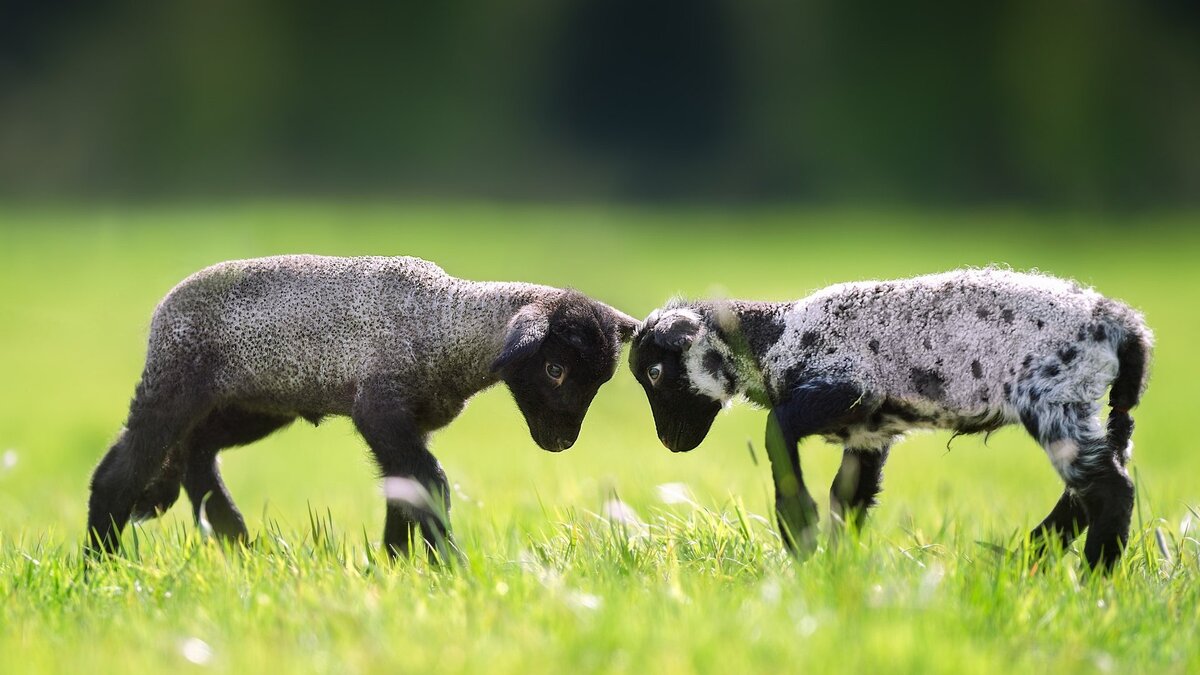07 марта 2019 группа баранов решила хайпануть на теме феминизма и "поздравила" посетительниц женского кафе "Симона" в Санкт-Петербурге.