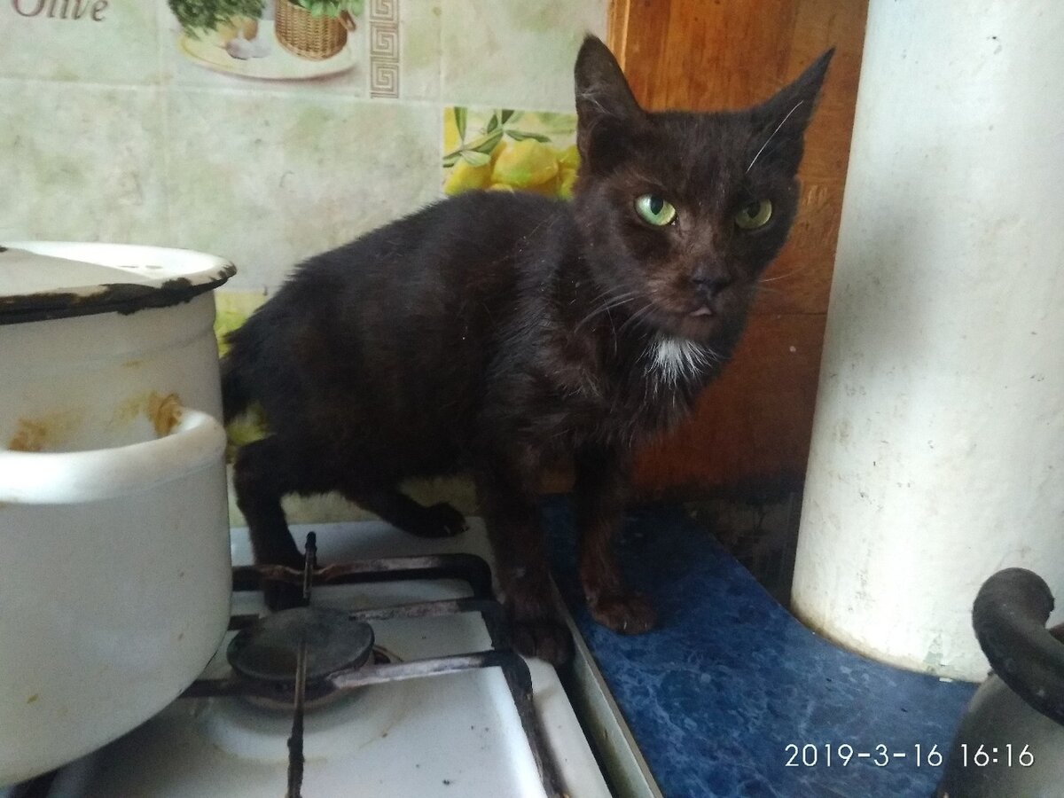 Мурка))) 11 лет