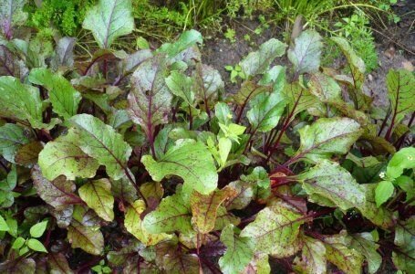 Краснеют листья у свеклы – почему так происходит и что делатьОтвечаем на вопросы: чем опасно покраснение листьев у свеклы и как с этим бороться.