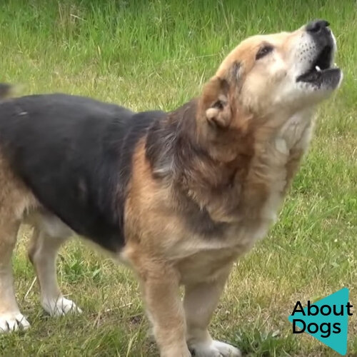 Лай на незнакомца и в непонятной ситуации