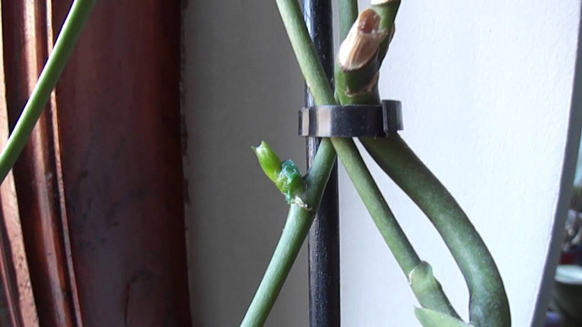 Отцвевшие цветоносы