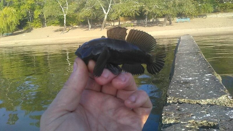 Бычок в брачном убранстве. Азовское море. 