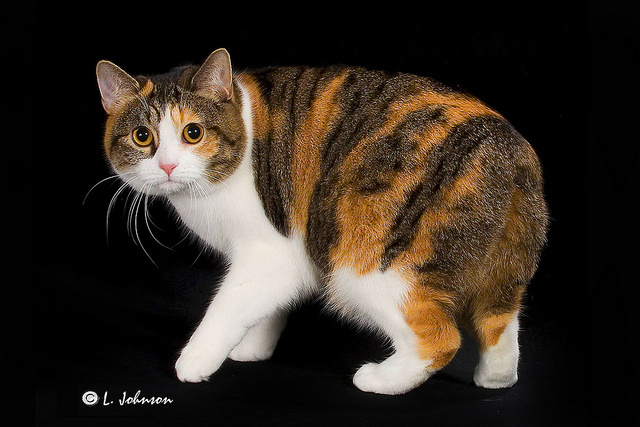 
Манкс, или мэнкс
Бесхвостые кошки – воистину необычно! Единственная по-настоящему лишенная хвоста порода кошек – это мэнкс (манкс). Отсутствие хвоста у этих животных – результат естественной мутации. Мэнксы могут быть полностью лишены хвоста или сохранять 2-3 хвостовых позвонка (разрешено стандартом). Такая полная или частичная бесхвостость делают эту породу весьма оригинальной.
