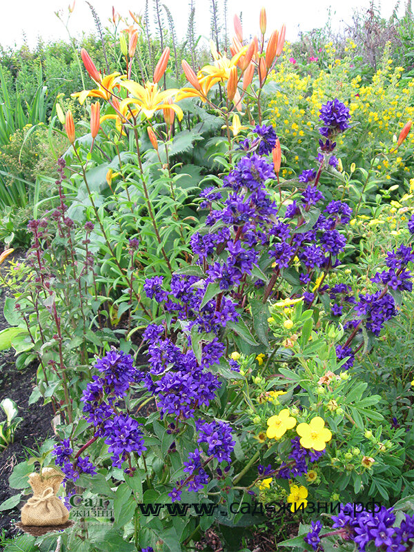 Колокольчик скученный в цветнике