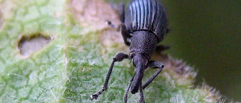 Долгоносик наносит огромный урон нашему саду и огороду