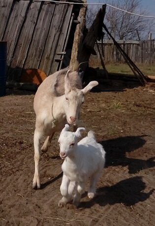 Алиска и её сынок Мишка. Радуются прогулке))