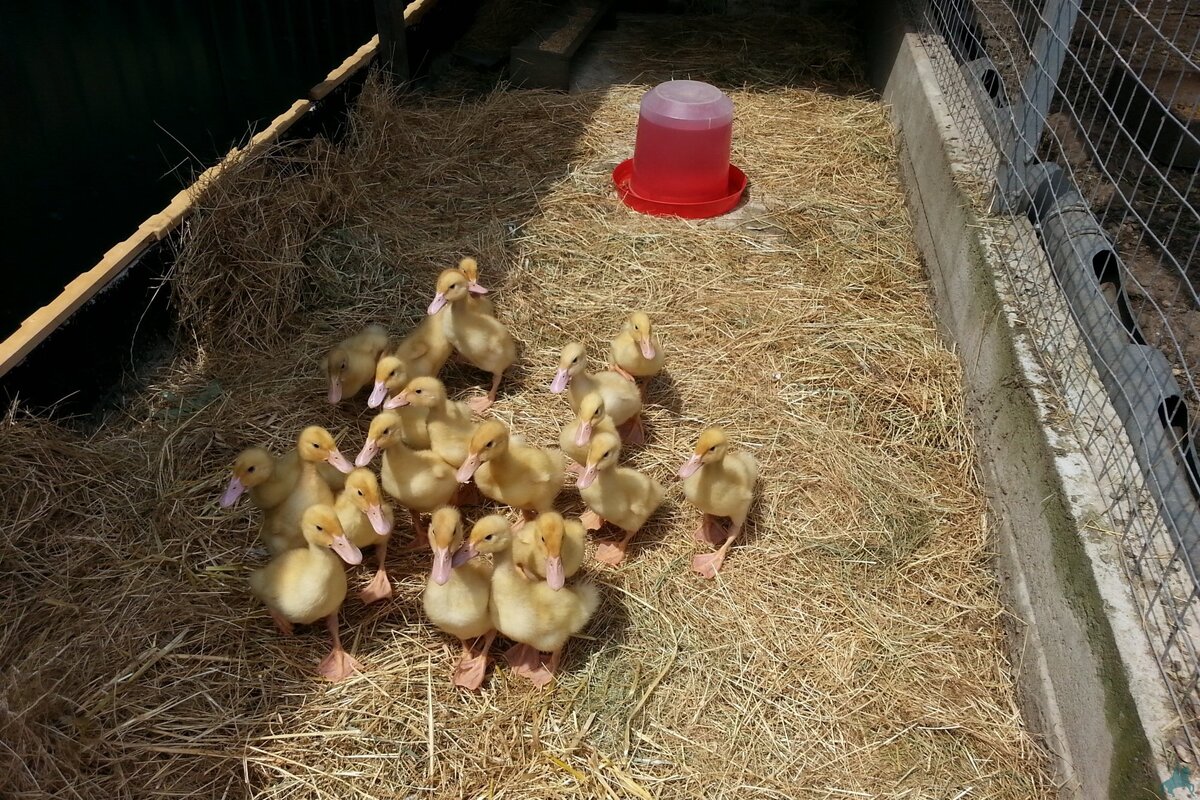 Утята на улице