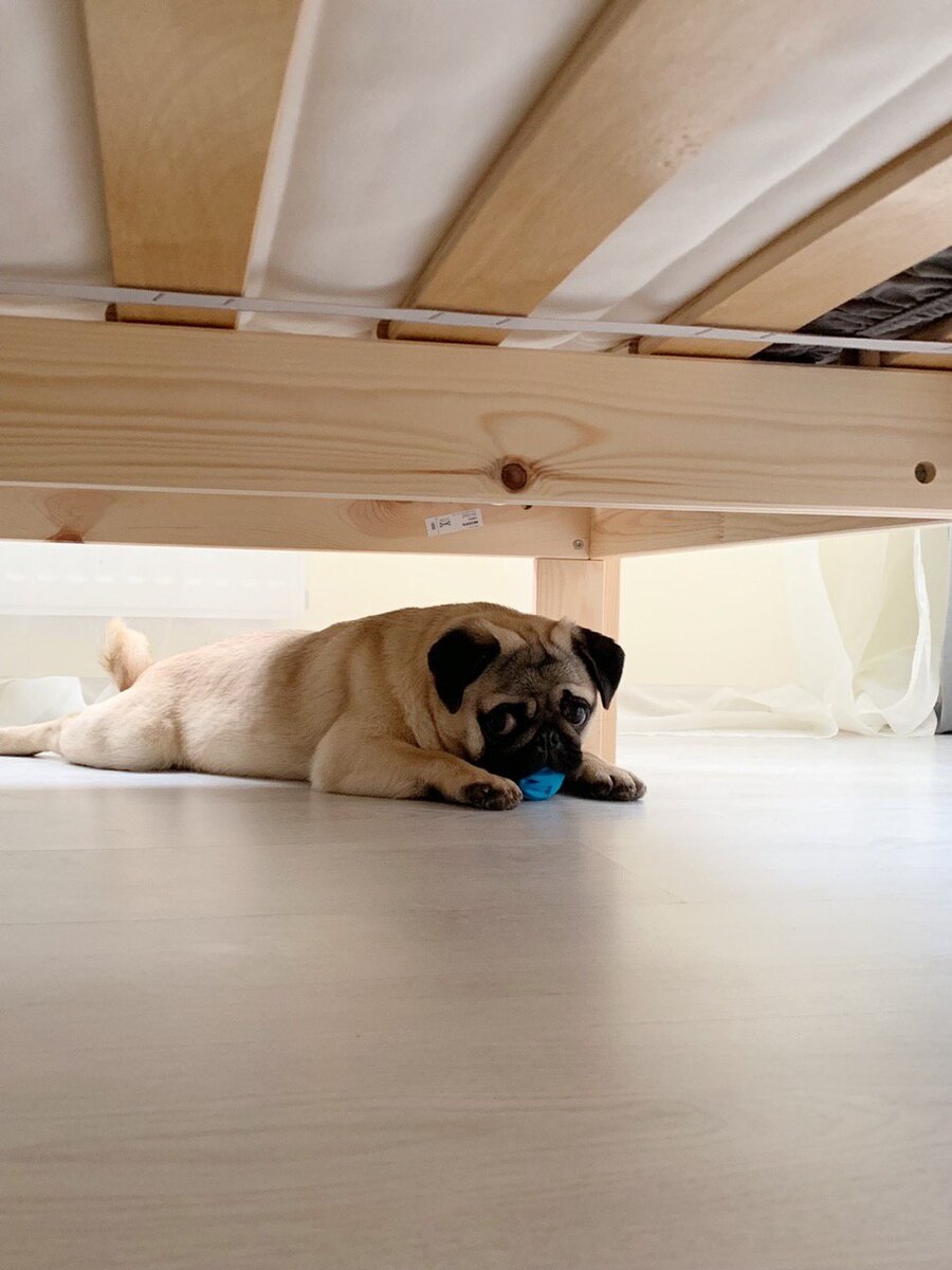 «2 минуты я поиграю с этим мячиком, а ты пока придумай мне другую игру»