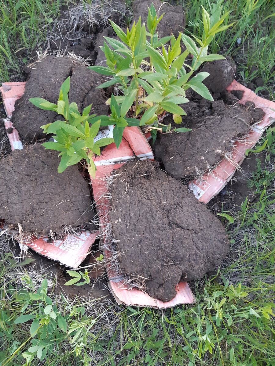 Приткнули в ямку у забора простенькие флоксы, наспех укрыли картоном и накидали комьев. Не красиво, согласна, но зато уже 2 недели без полива растут (1 раз дождь был). И мы на них время не тратим.