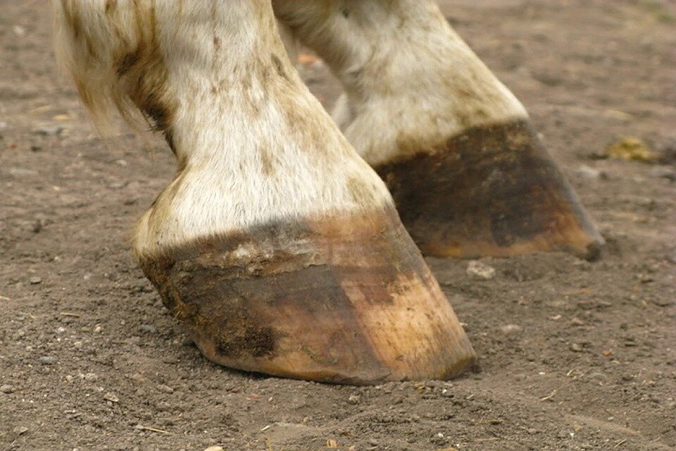 Изображение: izh.kp.ru