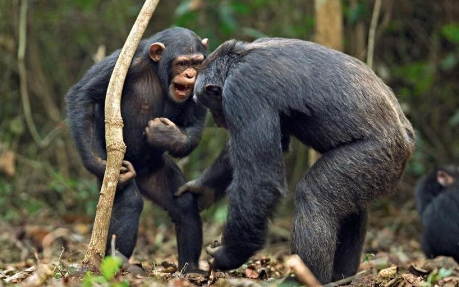 Приматы имеют более усовершенствованные способы общения